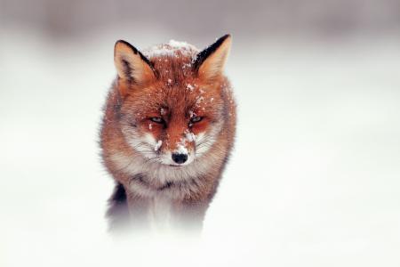 冬天，狐狸，雪