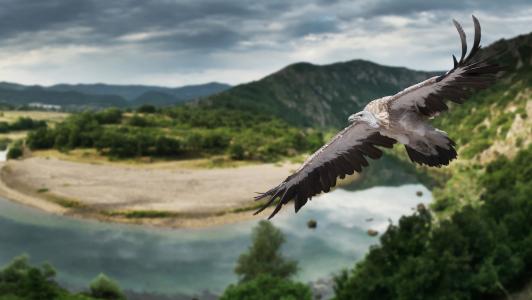 兀鹫，鸟，飞行，翅膀，性质，全景图