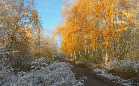 第一场雪，道路，树木，黄叶，尤金·萨普