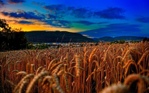 场，小麦，天空，乌克兰，象征主义，Prapor，颜色，黄色，蓝色，晚上，喀尔巴阡山脉，村庄