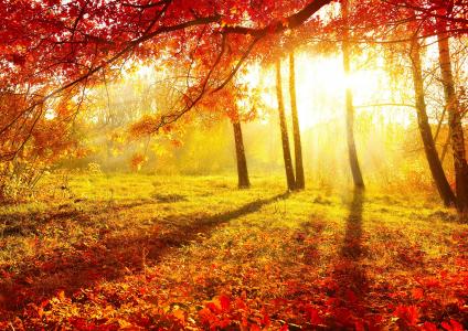 性质，秋季，早晨，叶子，树，美丽，黄色背景，桦木，乐