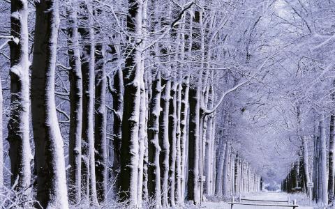 自然，冬季，公园，森林，树木，胡同，美丽，雨雪，风