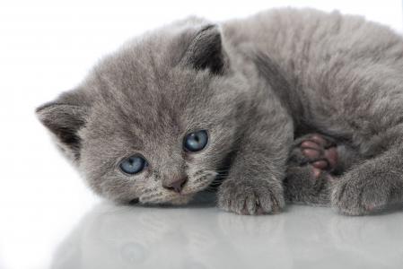 宝贝，蓝色的眼睛，小猫，反射，看看