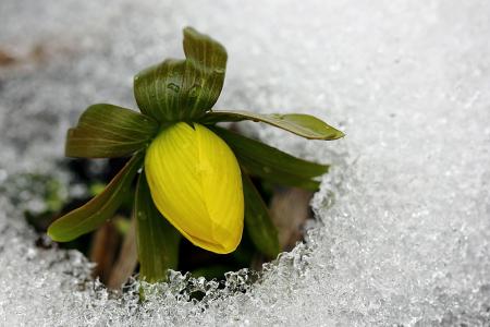 冰，黄色，冷，芽，花，春天