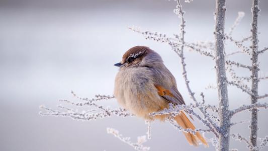 世界鸟，自然，冬天，鸟，kuksh，分支机构，白霜