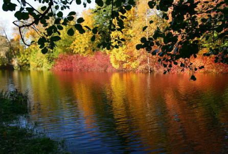 河，秋天，树木，反射