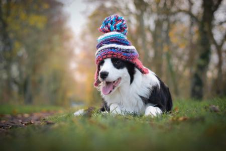 动物，狗，狗，性质，秋季，帽子