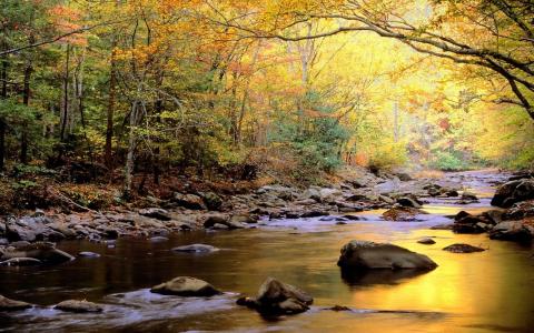 性质，秋季，森林，树木，河流，目前，石头