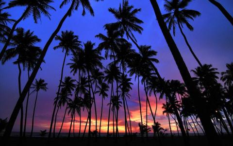 日落，阴影，棕榈树