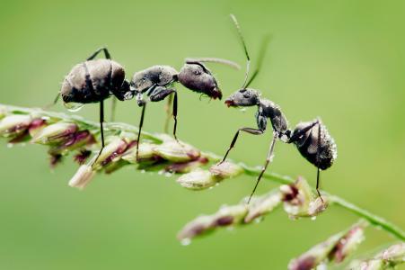 蚂蚁，草，滴，宏