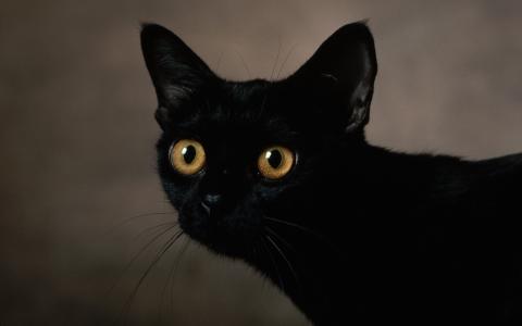 黑猫，光滑的头发，黄色的眼睛
