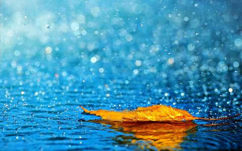 叶，黄色，水，雨，秋天