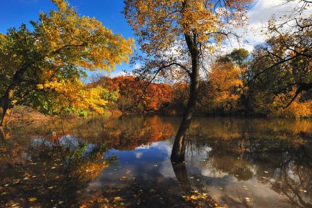 秋天，湖泊，树木，性质