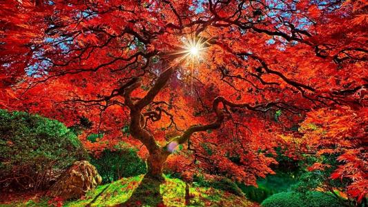 太阳，秋天，树，颜色