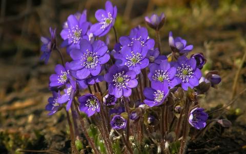 春天，性质，紫罗兰，鲜花
