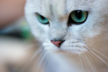 猫，动物，绿色的眼睛，胡子，宏
