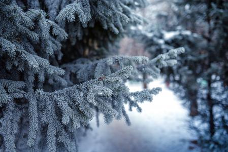 冬天，圣诞树，雪，美丽