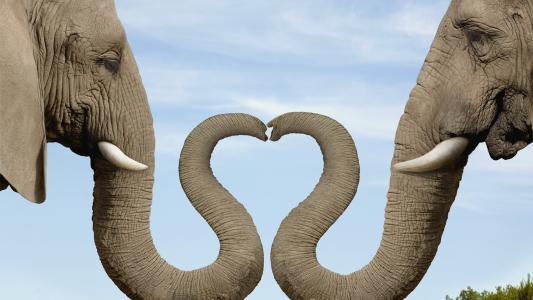 大象，爱，心，情侣