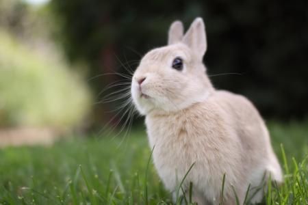 兔子，性质，草