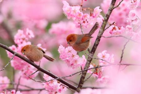 世界鸟，自然，春天，开花，分支机构，鸟，夫妇