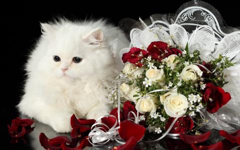 玫瑰，花束，猫，白色
