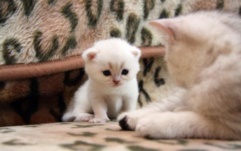 白色小猫，猫，豹子家具