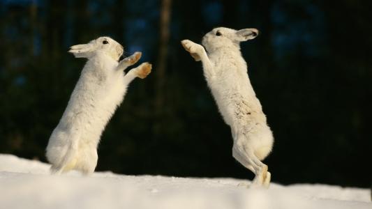 兔子，雪球，白色的皮毛大衣