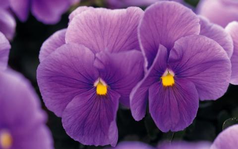紫罗兰，丁香，鲜花，宏，中提琴