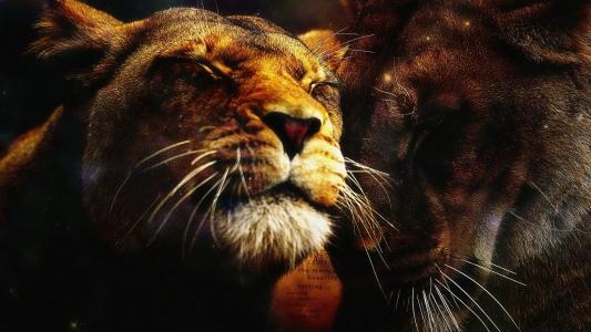 情侣，狮子和母狮，野猫