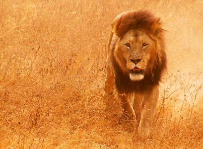 狮子，捕食者，照片，性质，大草原