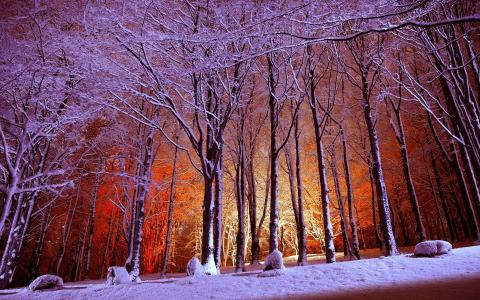 森林，公园，冬天，光，雪