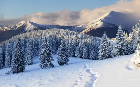 山，树，枞树，冬天，雪，脚印
