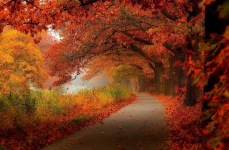 公园，树木，秋天，河，路，雾，美丽