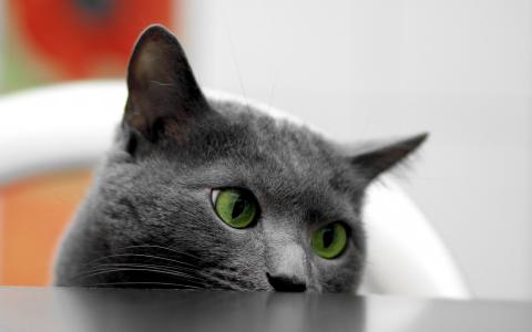 猫，绿眼睛，动物