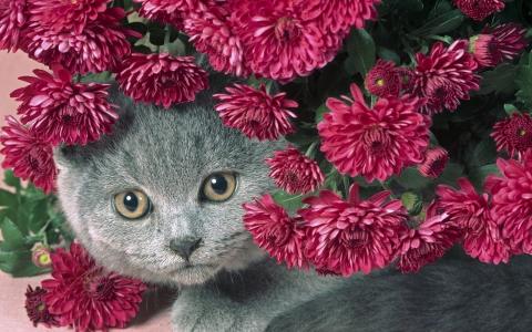 猫，鲜花
