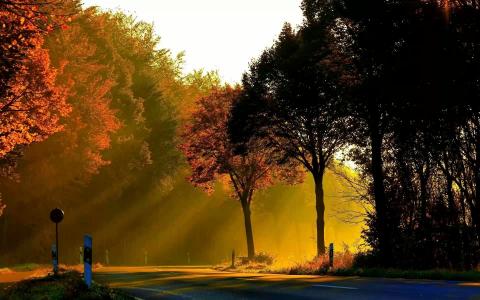 秋天，树木，金色的光芒