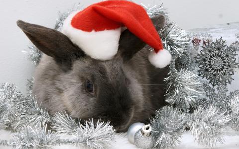 帽子，新年，兔子