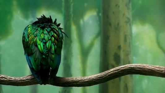 鸟，分支，绿色的羽毛