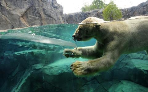 冰，岩石，北极熊，水，潜水