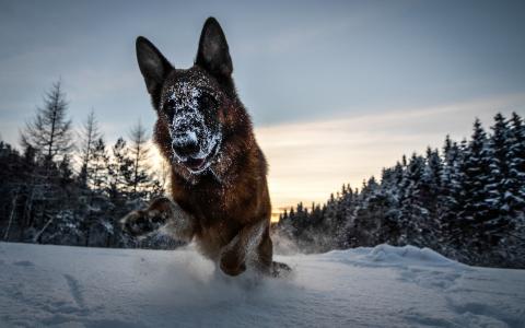 狗，朋友，游戏，冬季，性质，雪，森林，德国牧羊犬