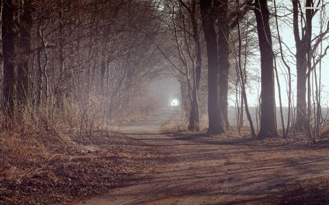 薄雾，路径，树，森林，孤独，叶子