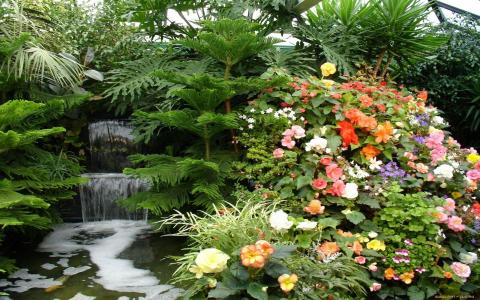 瀑布，植物，花卉
