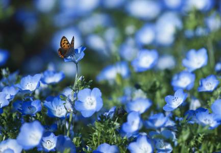 花瓣，nemofila，蝴蝶，蓝色，领域，鲜花