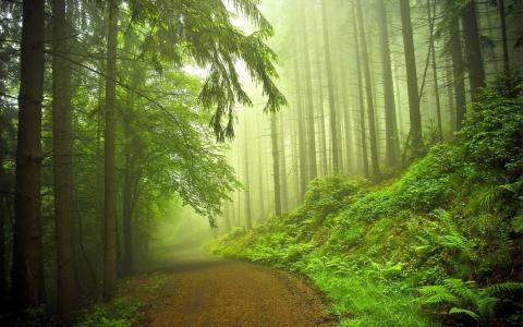 自然，森林，早上，雾，路，美女，山