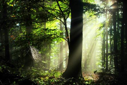 太阳，森林，树，射线，网站，美容