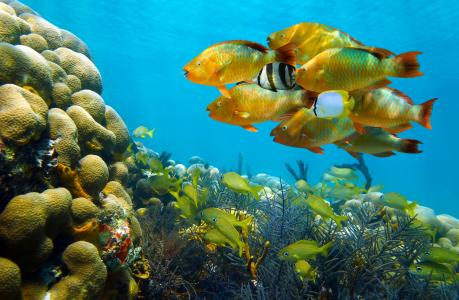 自然，在水之下，珊瑚，鱼，鱼，鹦鹉