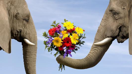 大象，鲜花，花束，树干