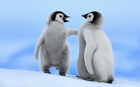 年轻的企鹅，故事
