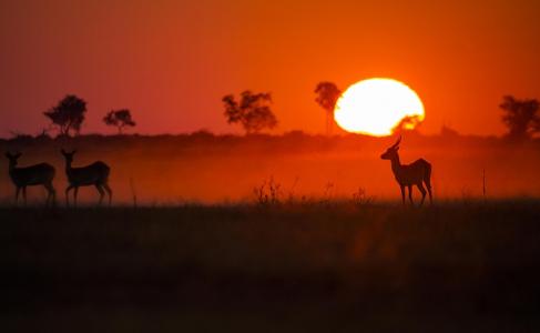 红日落，非洲，羚羊，克里斯费希尔