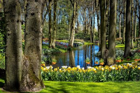 公园，rivule，树木，花朵，春天，修饰